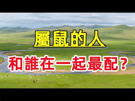 豬龍鼠馬什麼意思|12生肖12月運勢全解析！屬雞會有不少追求者，「這生。